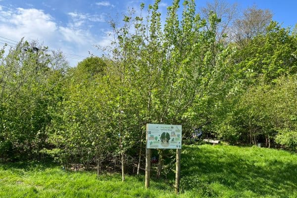 A sign in the middle of a field with trees and grass. Planted with Miyawaki Forest Method.