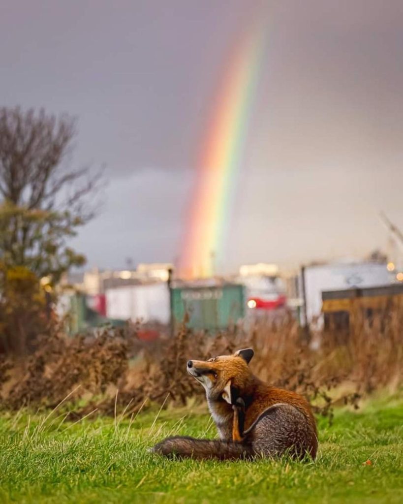 Mark Deans - Fox and the rainbow - runner-up in the Wild Cities competition