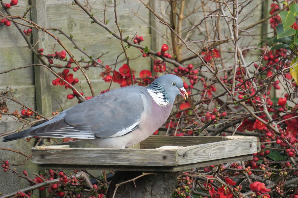 Grey and pink woodpigeon eating off a bird table