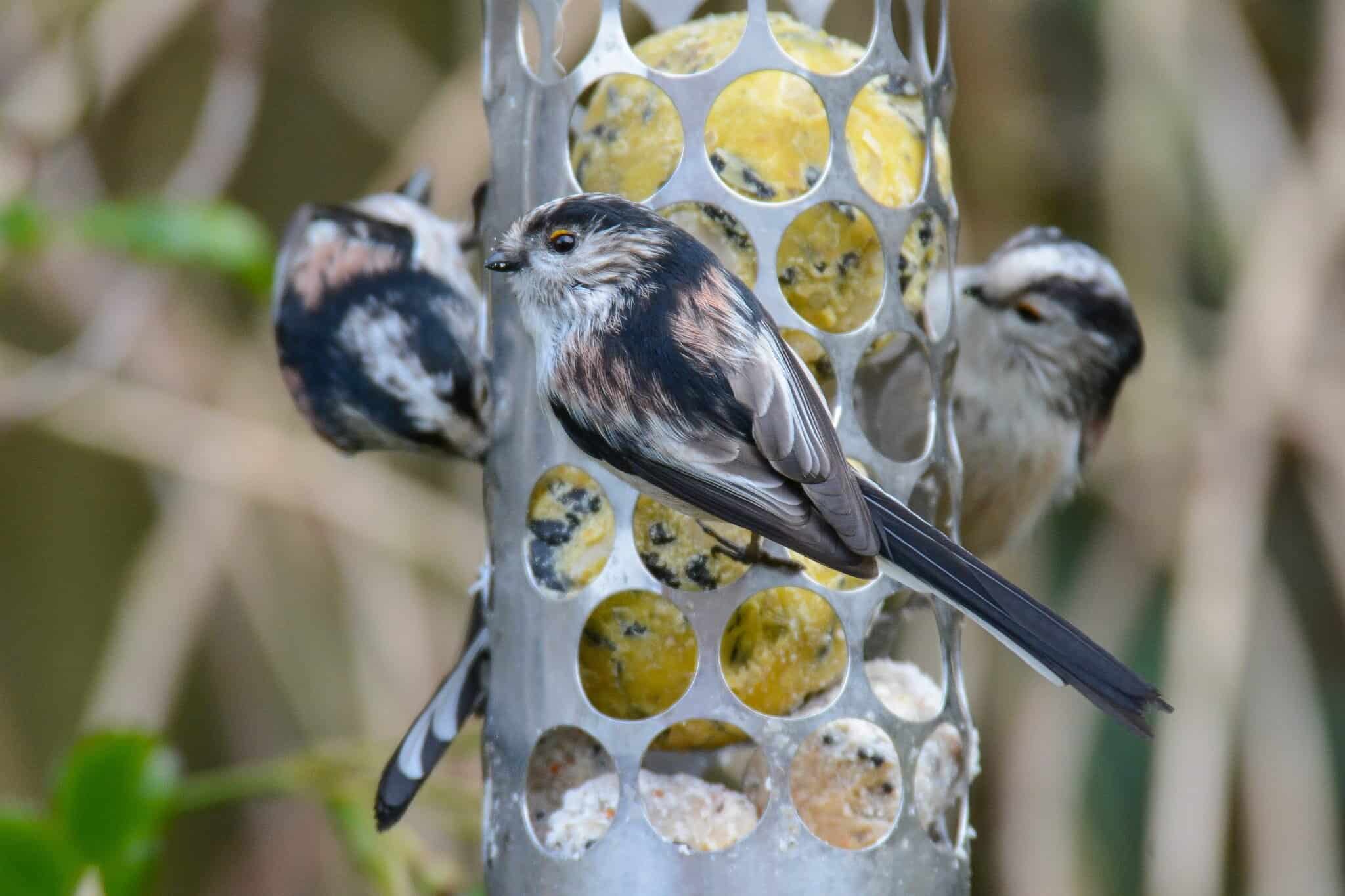 How to feed birds in your garden or outdoor space - Earthwatch Europe