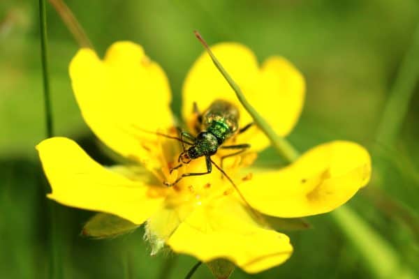 The different types of pollinators and why we need them - Earthwatch Europe