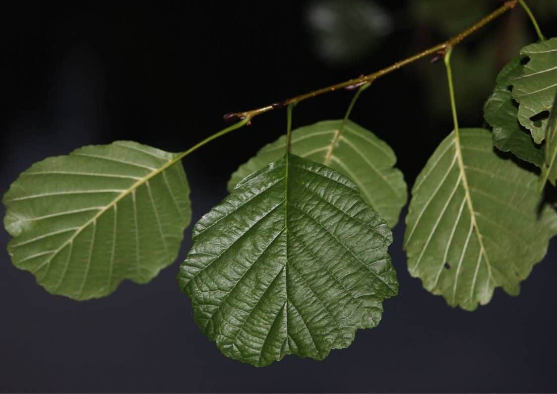 Autumn trees: how to identify them - Earthwatch Europe