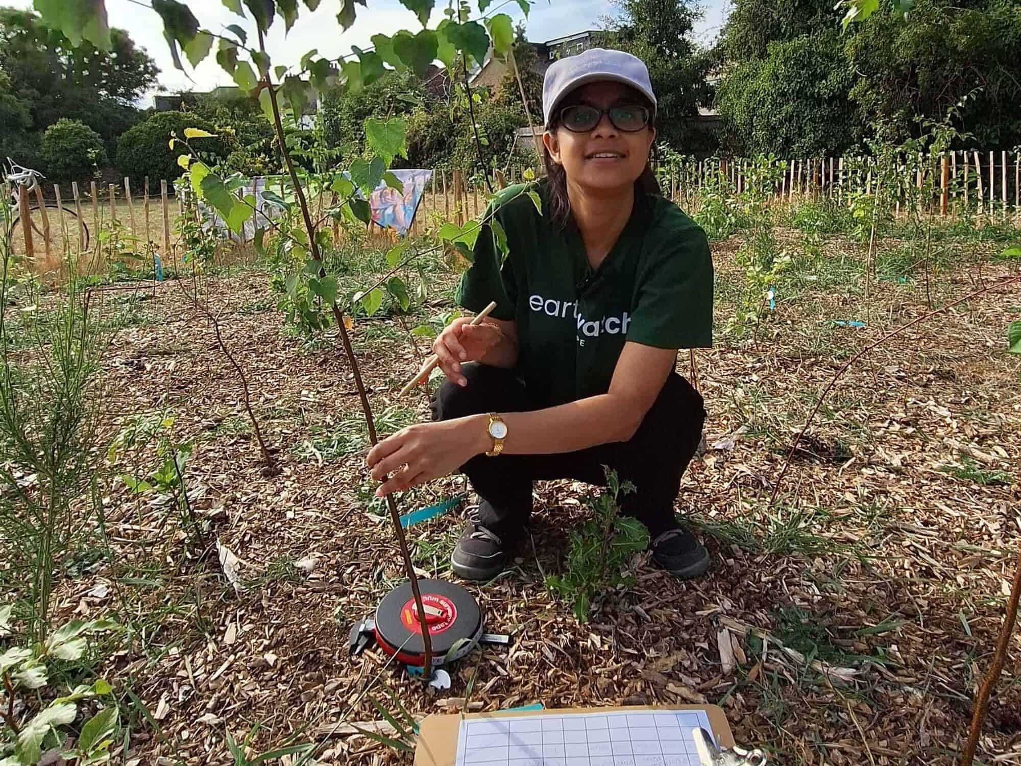 Tree measuring at a Miyawaki forest.