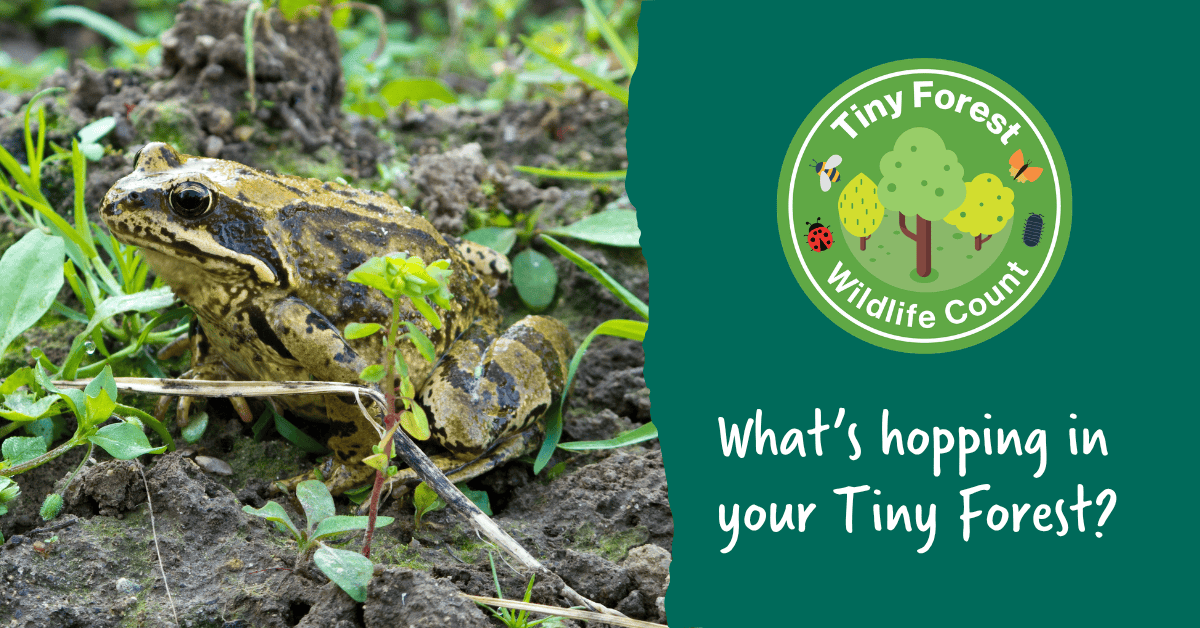 Take part in the Tiny Forest Wildlife Count! - Earthwatch Europe
